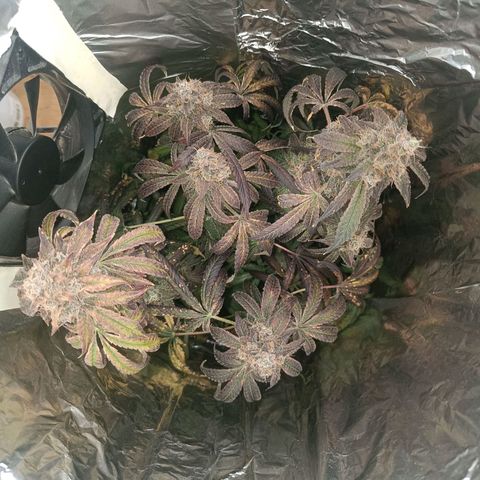 Wedding Cake growlog timeline photo