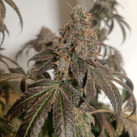 Wedding Cake growlog timeline photo
