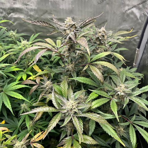 Marathon OG  growlog timeline photo