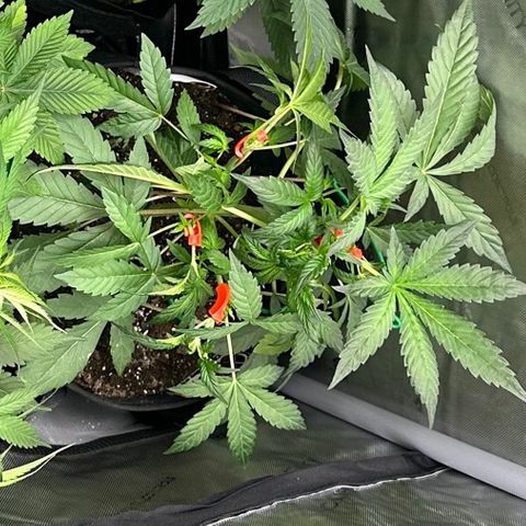 Marathon OG  growlog timeline photo