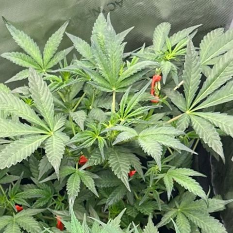 Marathon OG  growlog timeline photo