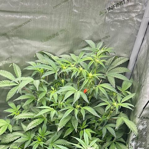 Marathon OG  growlog timeline photo