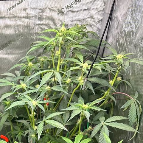 Marathon OG  growlog timeline photo