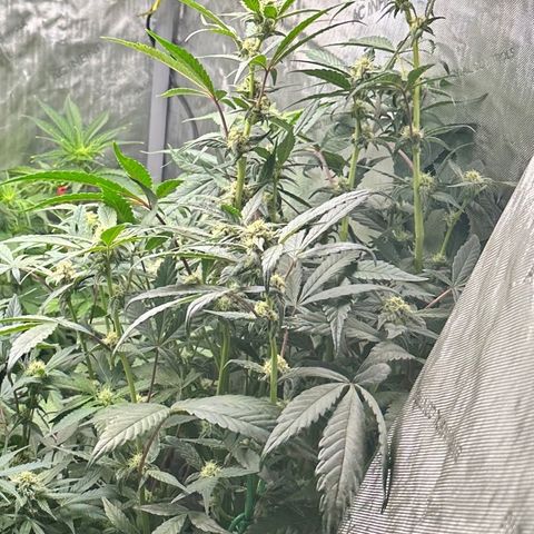Marathon OG  growlog timeline photo