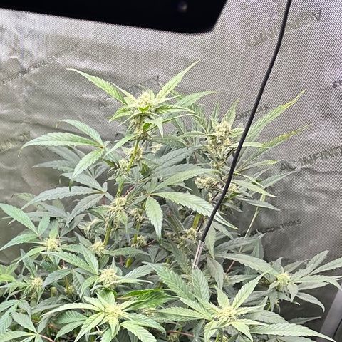 Marathon OG  growlog timeline photo