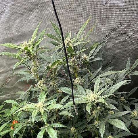 Marathon OG  growlog timeline photo