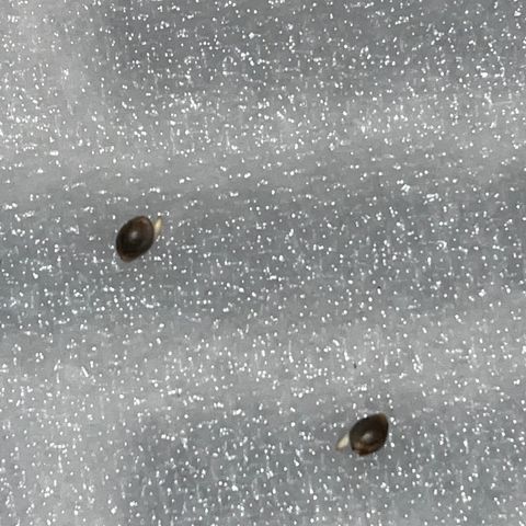 Rita growlog photo: 100% Germination
Seeds placed in Starter Pods at 1315