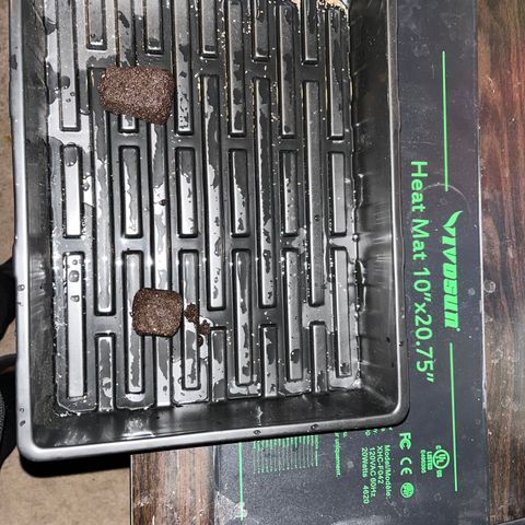 Rita growlog photo: 100% Germination
Seeds placed in Starter Pods at 1315