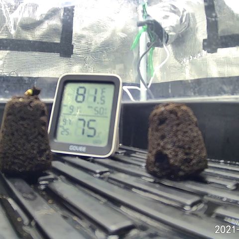 Rita growlog photo: First sprout has emerged from cube. Name is Alphaa