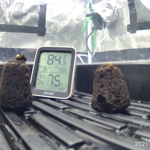 Rita growlog photo: Second seed has now sprouted from soil. Name = Omegaa
