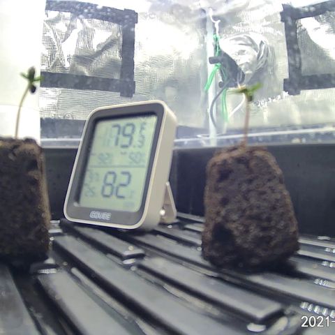 Rita growlog photo: Both seeds reaching for light. No roots from pod.
