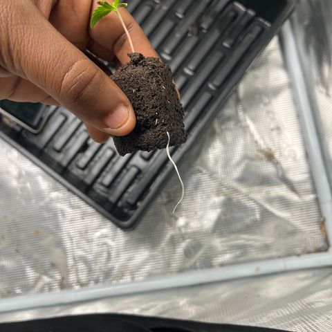 Rita growlog photo: Roots are growing out of soil cube quickly, will transplant in the next day or two. No visible defici