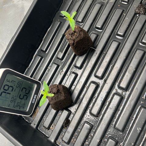 Rita growlog photo: Roots are growing out of soil cube quickly, will transplant in the next day or two. No visible defici