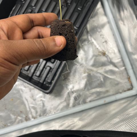 Rita growlog photo: Roots are growing out of soil cube quickly, will transplant in the next day or two. No visible defici
