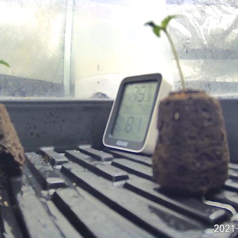 Rita growlog photo: Roots are growing out of soil cube quickly, will transplant in the next day or two. No visible defici