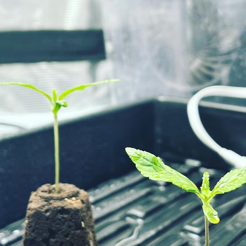 Rita growlog photo: Found some nutrient deficiency
Needs to transplant soon
Misted humidity dome