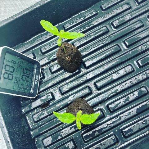 Rita growlog photo: Found some nutrient deficiency
Needs to transplant soon
Misted humidity dome