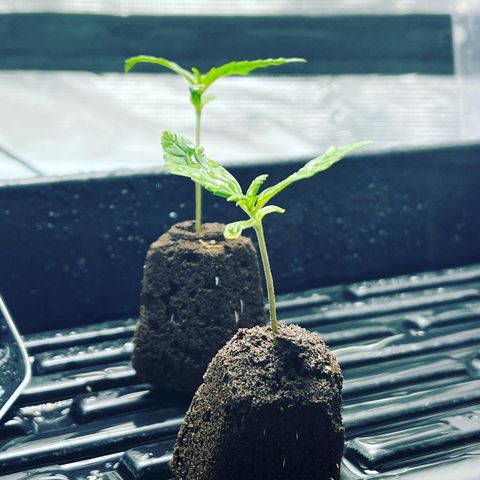 Rita growlog photo: Found some nutrient deficiency
Needs to transplant soon
Misted humidity dome