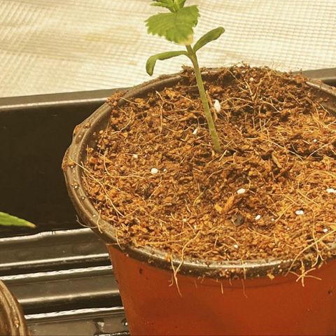 Rita growlog photo: Transplanted seedlings to new home
Expect deficiency to correct
Leaves are praying 