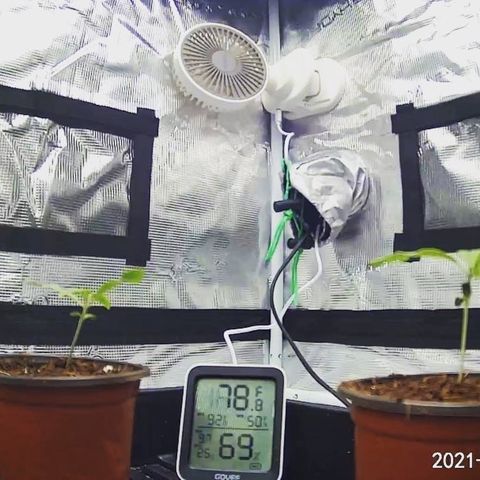 Rita growlog photo: Transplanted seedlings to new home
Expect deficiency to correct
Leaves are praying 