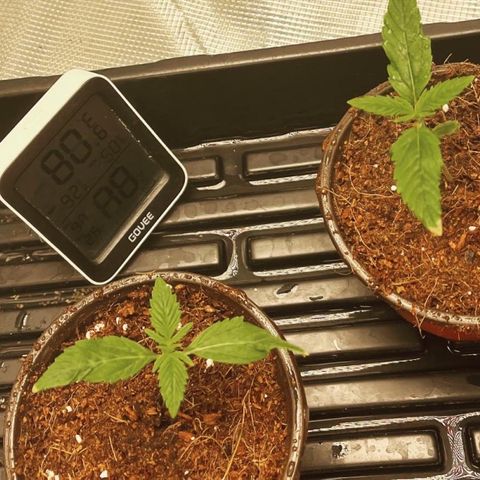 Rita growlog timeline photo