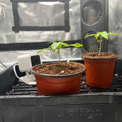 Rita growlog photo: Nutrient deficiency from soil cube, not noticing since transplant. Flower has gotten larger, little sign of transplant shock.