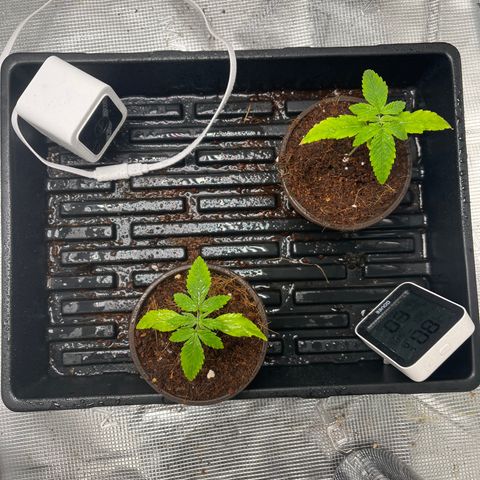 Rita growlog photo: Nutrient deficiency from soil cube, not noticing since transplant. Flower has gotten larger, little sign of transplant shock.
