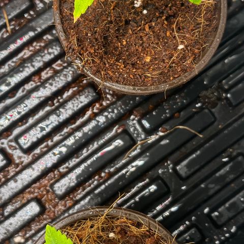 Rita growlog photo: Nutrient deficiency from soil cube, not noticing since transplant. Flower has gotten larger, little sign of transplant shock.