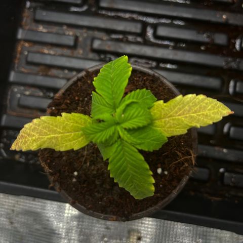 Rita growlog photo: Another day, another watering. Noticed signs of early deficiency on leaves. Hypothesis is calmag deficient but time will tell.