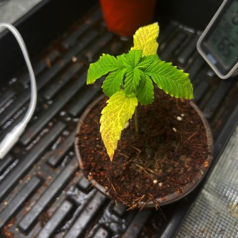 Rita growlog photo: Another day, another watering. Noticed signs of early deficiency on leaves. Hypothesis is calmag deficient but time will tell.