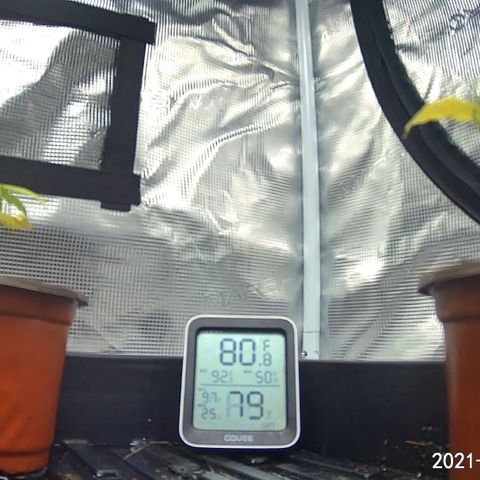 Rita growlog photo: Another day, another watering. Noticed signs of early deficiency on leaves. Hypothesis is calmag deficient but time will tell.