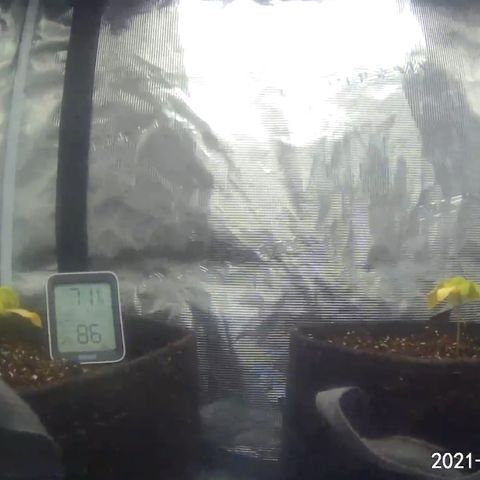 Rita growlog photo: Girls were looking in rough state this morning, decided it was time to transplant them to their final home. Roots were not root bound in soil cup, and they looked healthy. Soil composed of two brands of coco mix. Hopefully the nutrients currently in the mix will hold it until it’s first real feeding.