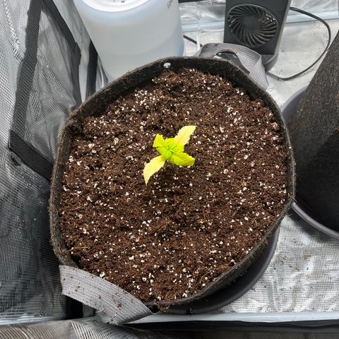 Rita growlog photo: Girls were looking in rough state this morning, decided it was time to transplant them to their final home. Roots were not root bound in soil cup, and they looked healthy. Soil composed of two brands of coco mix. Hopefully the nutrients currently in the mix will hold it until it’s first real feeding.