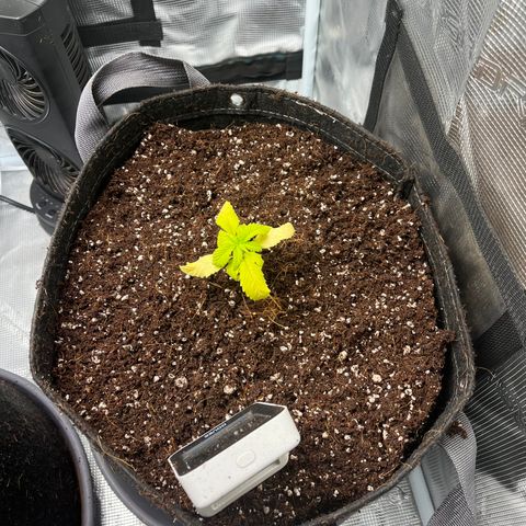 Rita growlog photo: Girls were looking in rough state this morning, decided it was time to transplant them to their final home. Roots were not root bound in soil cup, and they looked healthy. Soil composed of two brands of coco mix. Hopefully the nutrients currently in the mix will hold it until it’s first real feeding.