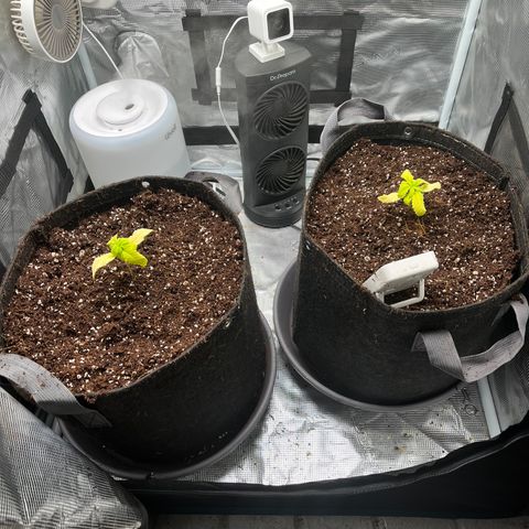 Rita growlog photo: Girls were looking in rough state this morning, decided it was time to transplant them to their final home. Roots were not root bound in soil cup, and they looked healthy. Soil composed of two brands of coco mix. Hopefully the nutrients currently in the mix will hold it until it’s first real feeding.