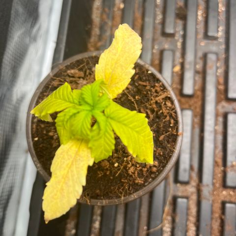 Rita growlog photo: The deficiency is definitely progressing but thankfully the new growth still looks fine. Will need to decide how to correct by tomorrow, maybe looking to transplant.