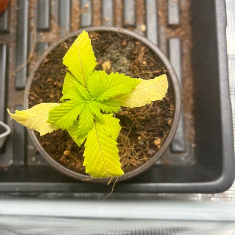 Rita growlog photo: The deficiency is definitely progressing but thankfully the new growth still looks fine. Will need to decide how to correct by tomorrow, maybe looking to transplant.