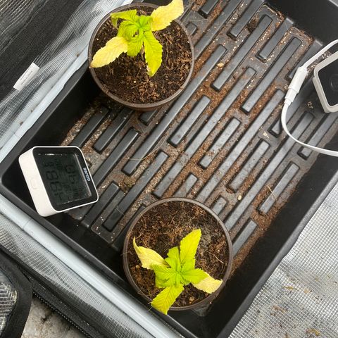 Rita growlog photo: The deficiency is definitely progressing but thankfully the new growth still looks fine. Will need to decide how to correct by tomorrow, maybe looking to transplant.