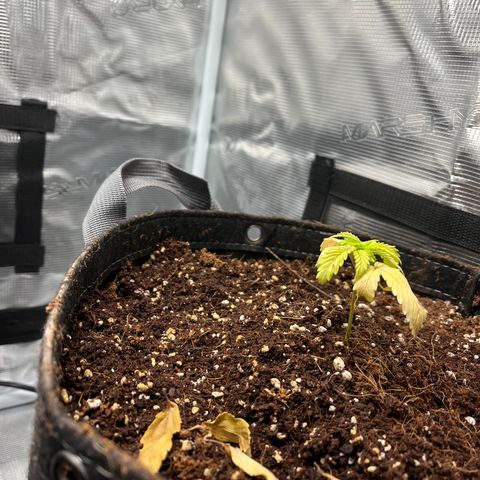 Rita growlog photo: Left plant making noticeable changes for the better. Right plant, slight changes;not dead.