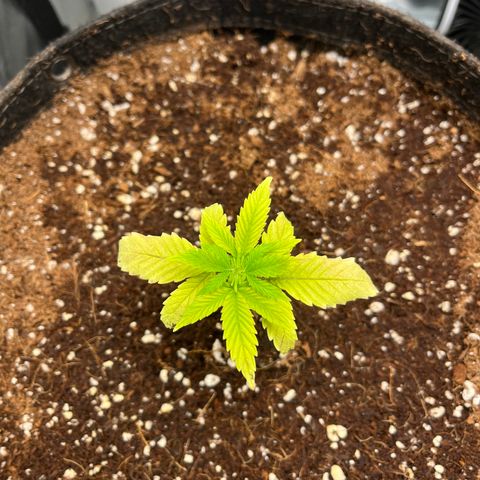 Rita growlog photo: Left plant making noticeable changes for the better. Right plant, slight changes;not dead.