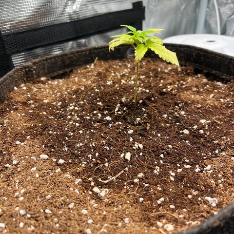 Rita growlog photo: Left plant making noticeable changes for the better. Right plant, slight changes;not dead.