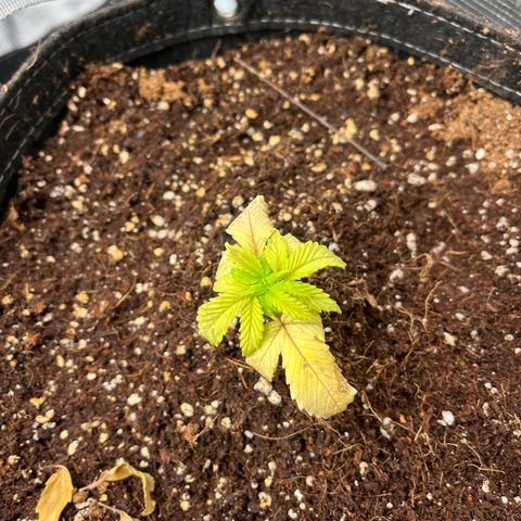 Rita growlog photo: Left plant making noticeable changes for the better. Right plant, slight changes;not dead.