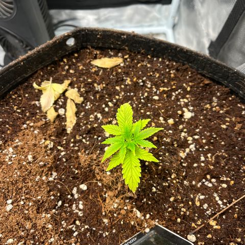 Rita growlog photo: 2 days after I first noticed recovery in both plants. With the new growth, I decided to go ahead and move these seedlings to the vegetative phase. These girls are about 1-2 weeks stunted, so won’t be fimming or topping this grow. Let’s see how big we can get