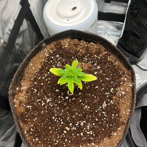 Rita growlog photo: 2 days after I first noticed recovery in both plants. With the new growth, I decided to go ahead and move these seedlings to the vegetative phase. These girls are about 1-2 weeks stunted, so won’t be fimming or topping this grow. Let’s see how big we can get