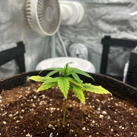 Rita growlog photo: 2 days after I first noticed recovery in both plants. With the new growth, I decided to go ahead and move these seedlings to the vegetative phase. These girls are about 1-2 weeks stunted, so won’t be fimming or topping this grow. Let’s see how big we can get