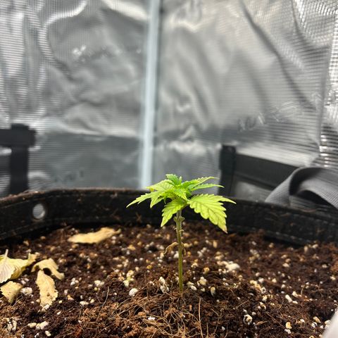 Rita growlog photo: 2 days after I first noticed recovery in both plants. With the new growth, I decided to go ahead and move these seedlings to the vegetative phase. These girls are about 1-2 weeks stunted, so won’t be fimming or topping this grow. Let’s see how big we can get