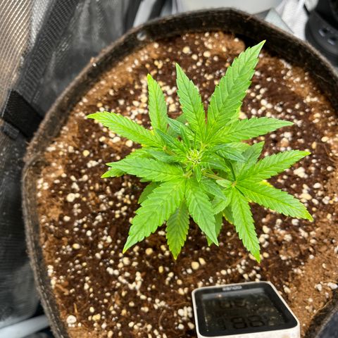 Rita growlog photo: Five days later and both girls are looking like Zoro after Punk Hazard “Nothing Happened”. Leaves are praying on Lily and even though Rita is shorter, she’s looking just as healthy!