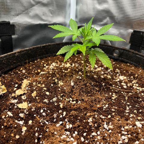 Rita growlog photo: Five days later and both girls are looking like Zoro after Punk Hazard “Nothing Happened”. Leaves are praying on Lily and even though Rita is shorter, she’s looking just as healthy!