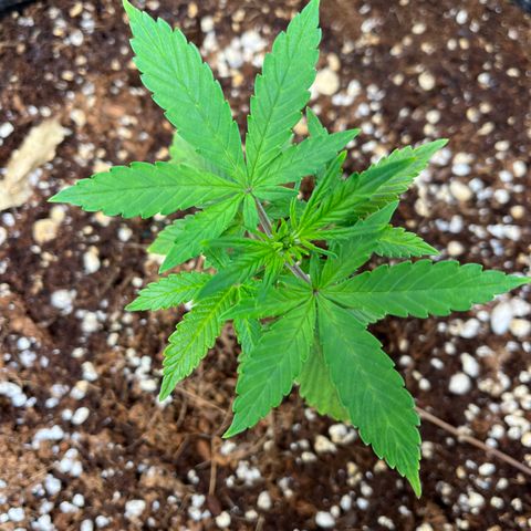 Rita growlog photo: Five days later and both girls are looking like Zoro after Punk Hazard “Nothing Happened”. Leaves are praying on Lily and even though Rita is shorter, she’s looking just as healthy!