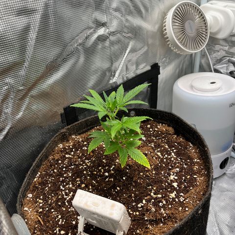 Rita growlog photo: Five days later and both girls are looking like Zoro after Punk Hazard “Nothing Happened”. Leaves are praying on Lily and even though Rita is shorter, she’s looking just as healthy!